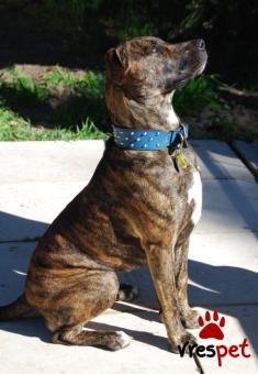 Ράτσα: Πίτ μπούλ - pitbull | Ηλικία: 3 ετών | Φύλο: Αρσενικό | Αρ. Microchip: 9821212121211111 | Περιοχή: Αττική